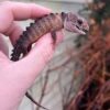 White Eye Crocodile Skink