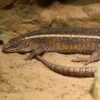 Juvenile Giant Plated Lizard - Image 2