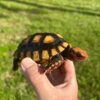 Brazilian Cherry Head Tortoise (Well-Started)