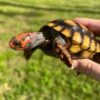 Brazilian Cherry Head Tortoise (Well-Started) - Image 3