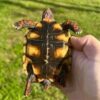Brazilian Cherry Head Tortoise (Well-Started) - Image 2
