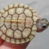 Hybino Red Ear Slider Baby