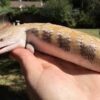 Northern Blue Tongue Skink Adult