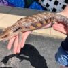Northern Blue Tongue Skink Adult - Image 2