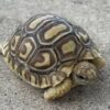 Blonde Leopard Tortoise