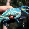 Baby Blue Beauty Knight Anole (Anolis equestris potior)
