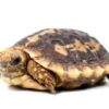 Pancake Tortoise Baby