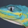 Baby Blue Beauty Knight Anole (Anolis equestris potior) - Image 2