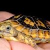 Pancake Tortoise Baby - Image 3