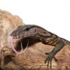 Baby Black Roughneck Monitor - Image 2