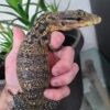 Samurai Monitor Baby