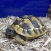Hermann Tortoise Baby
