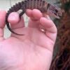 White Eye Crocodile Skink - Image 3