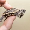 Pancake Tortoise Baby - Image 2