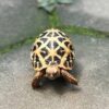 Star Tortoise Baby