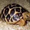 Star Tortoise Baby - Image 3