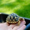 Star Tortoise Baby - Image 2