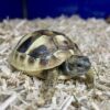 Hermann Tortoise Baby - Image 2