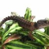 White Eye Crocodile Skink - Image 2