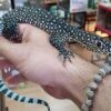 Blue Tail Monitor Baby