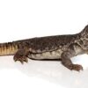 Moroccan Uromastyx Baby