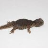 Moroccan Uromastyx Baby - Image 2