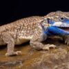 Xenagama Shield Tail Agama