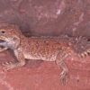 Xenagama Shield Tail Agama - Image 2