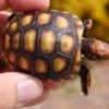 Brazilian Cherry Head Tortoise Baby