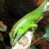 Emerald Tree Skink