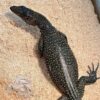 Blue Tail Monitor Baby - Image 2
