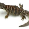Ocellated Uromastyx Baby