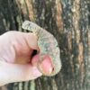 Ocellated Uromastyx Baby - Image 2