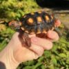 Brazilian Cherry Head Tortoise Baby - Image 3