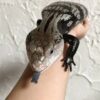 Halmahera Blue Tongue Skink Baby - Image 2
