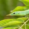 Emerald Tree Skink - Image 2