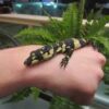 Bell’s Phase Lace Monitor Baby