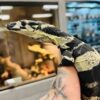 Bell’s Phase Lace Monitor Baby - Image 2