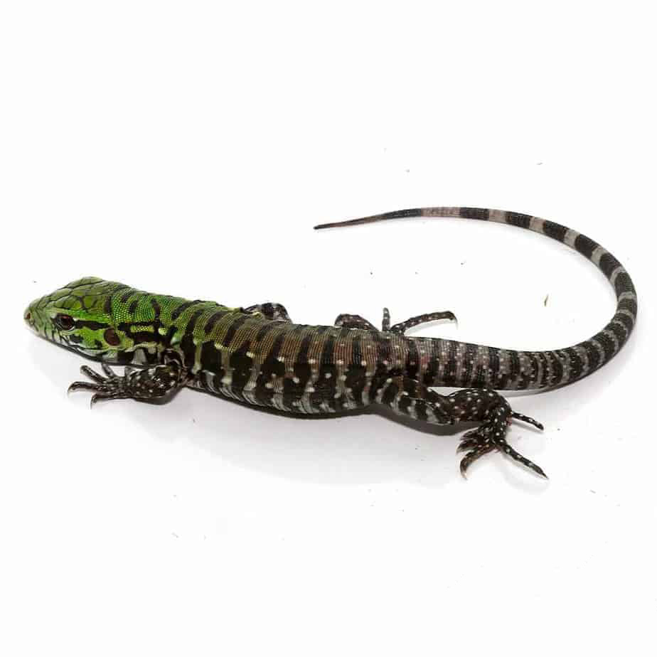 Baby Argentine Black And White Tegu (Jaguar Line)