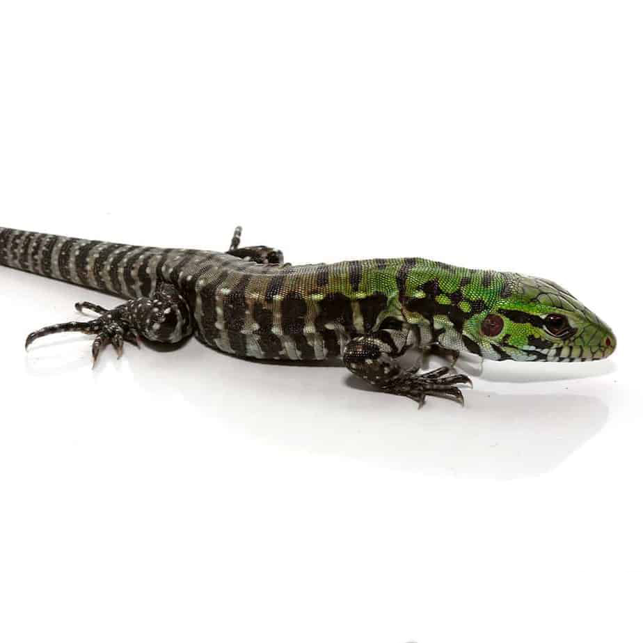 Baby Argentine Black And White Tegu (Jaguar Line) - Image 2