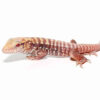 Baby Albino Cherry Ice Tegu - Image 2