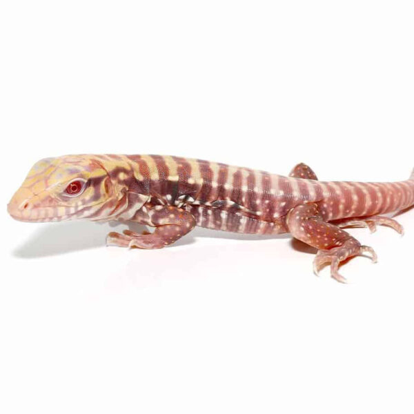 Baby Albino Cherry Ice Tegu - Image 2