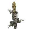 Baby Anery Super Red Tegu