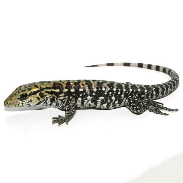 Baby Anery Super Red Tegu - Image 2