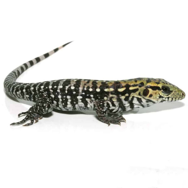 Baby Anery Super Red Tegu - Image 3