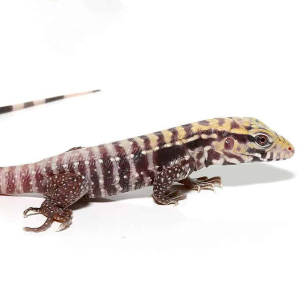 Baby Albino Black Ice Tegu - Image 2