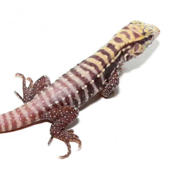 Baby Albino Black Ice Tegu - Image 3