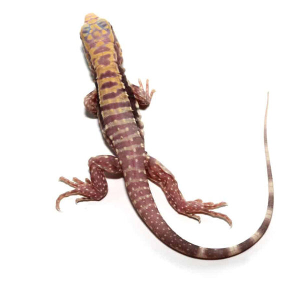 Baby Albino Lemon Ice Tegu - Image 2