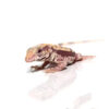 Baby Albino Lemon Ice Tegu - Image 3