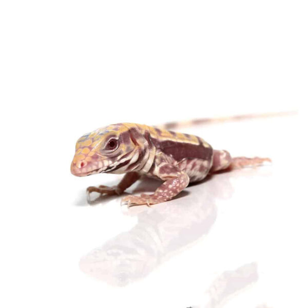 Baby Albino Lemon Ice Tegu - Image 3